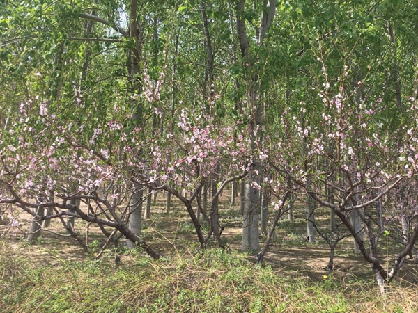 山桃<a href='https://www.lvbad.com/' target='_blank'>种子</a>