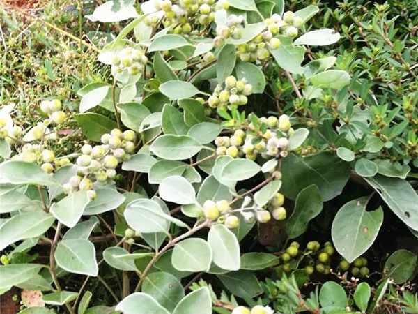 <a href='https://www.lvbad.com/linmuzhongzi/2192.html' target='_blank'>蔓荆子种子</a>
