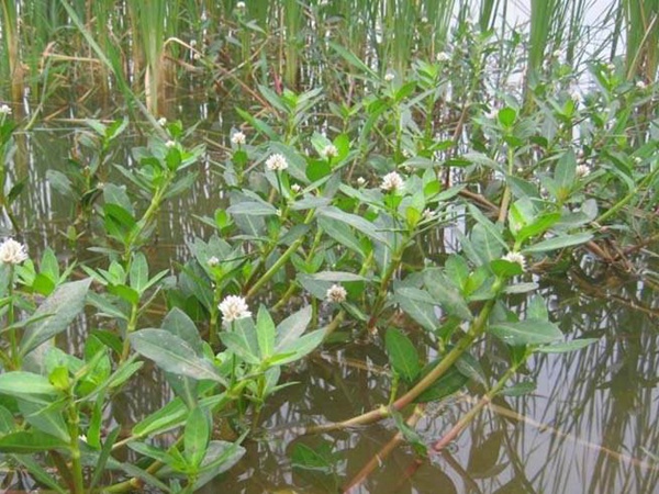 <a href='https://www.lvbad.com/shuicaozhongzi/1869.html' target='_blank'>空心莲子草</a>
