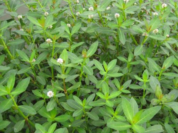 <a href='https://www.lvbad.com/shuicaozhongzi/1869.html' target='_blank'>空心莲子草</a>