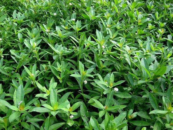 空心莲子草