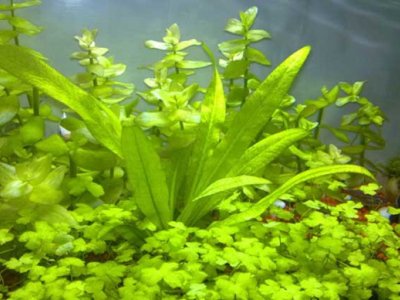 皇冠草种子