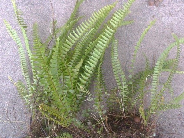 细叶蜈蚣草
