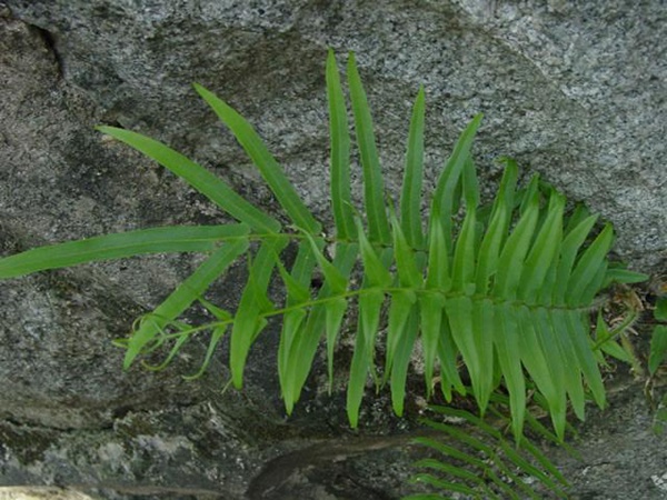 细叶蜈蚣草