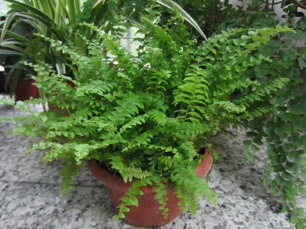 细叶蜈蚣草