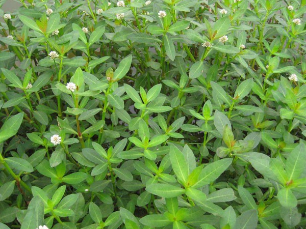 <a href='https://www.lvbad.com/shuicaozhongzi/1862.html' target='_blank'>水花生</a>