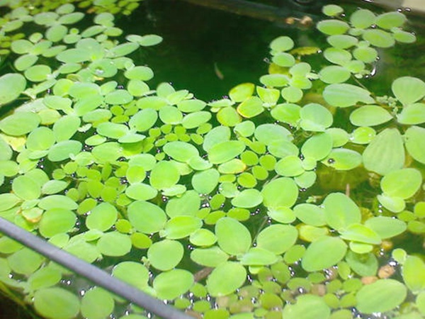 <a href='https://www.lvbad.com/shuicaozhongzi/1861.html' target='_blank'>水浮萍</a>