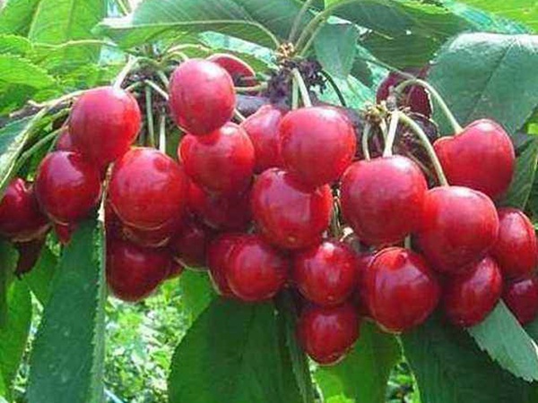 <a href='https://www.lvbad.com/guoshuzhongzi/2186.html' target='_blank'>山樱桃</a>