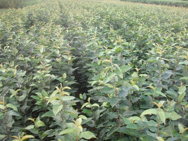 <a href='https://www.lvbad.com/guoshuzhongzi/2008.html' target='_blank'>杜梨</a>