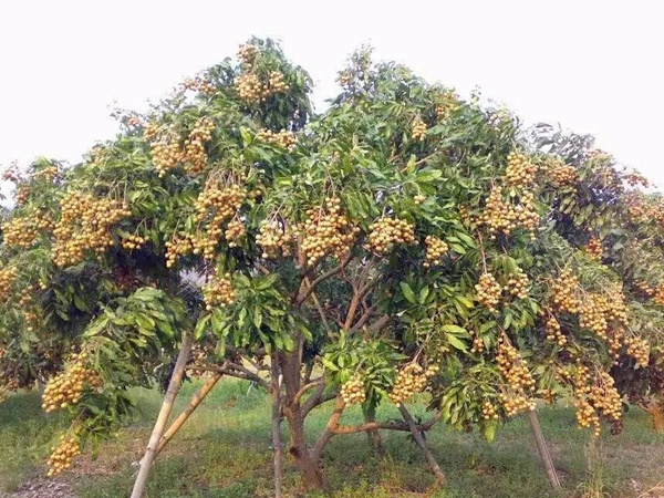 桂圆
