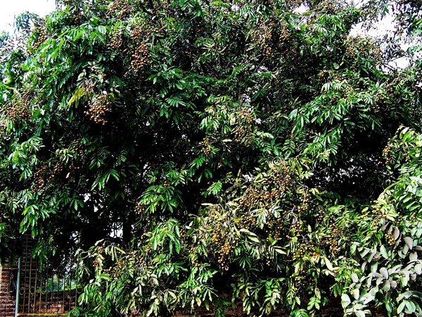 桂圆