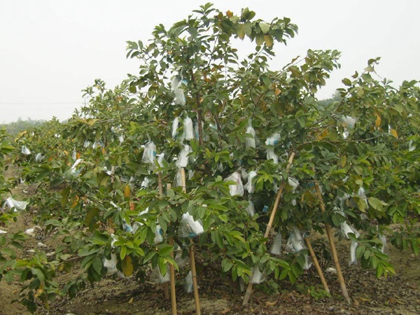 <a href='https://www.lvbad.com/guoshuzhongzi/2175.html' target='_blank'>潘石榴</a>