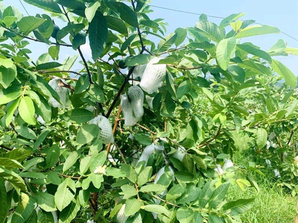 潘<a href='https://www.lvbad.com/guoshuzhongzi/1885.html' target='_blank'>石榴</a>