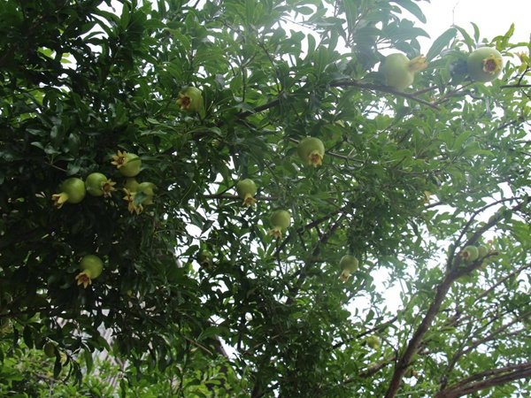 <a href='https://www.lvbad.com/guoshuzhongzi/2175.html' target='_blank'>潘石榴</a>