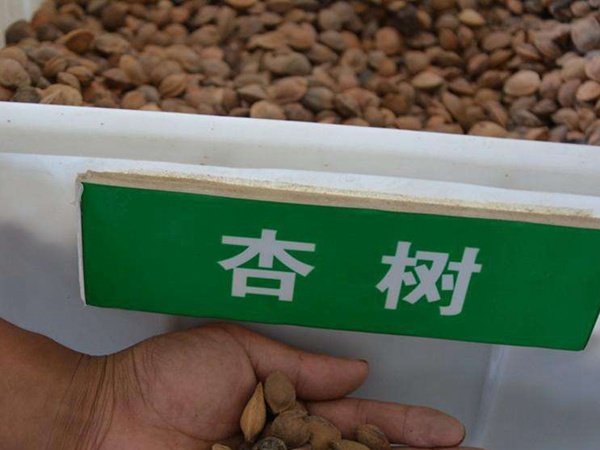 <a href='https://www.lvbad.com/guoshuzhongzi/2123.html' target='_blank'>杏树</a><a href='https://www.lvbad.com/' target='_blank'>种子</a>