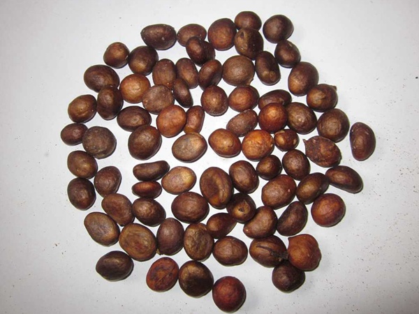 <a href='https://www.lvbad.com/guoshuzhongzi/1886.html' target='_blank'>枇杷种子</a>