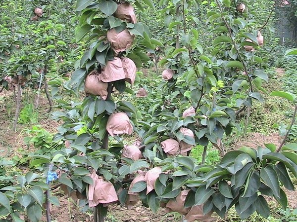 梨树
