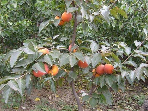 <a href='https://www.lvbad.com/guoshuzhongzi/1878.html' target='_blank'>柿树种子</a>