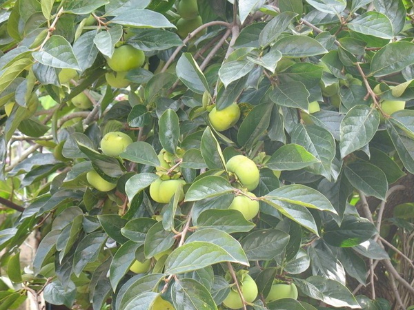 柿树<a href='https://www.lvbad.com/' target='_blank'>种子</a>