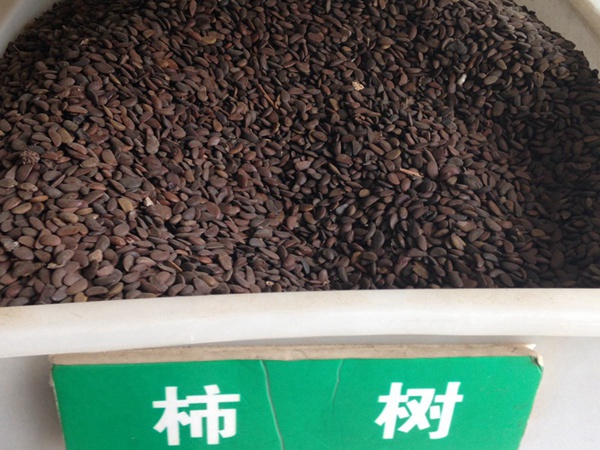 柿树<a href='https://www.lvbad.com/' target='_blank'>种子</a>