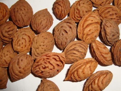 毛桃种子