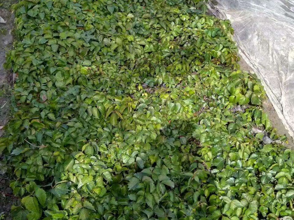 <a href='https://www.lvbad.com/linmuzhongzi/2188.html' target='_blank'>油麻藤</a>