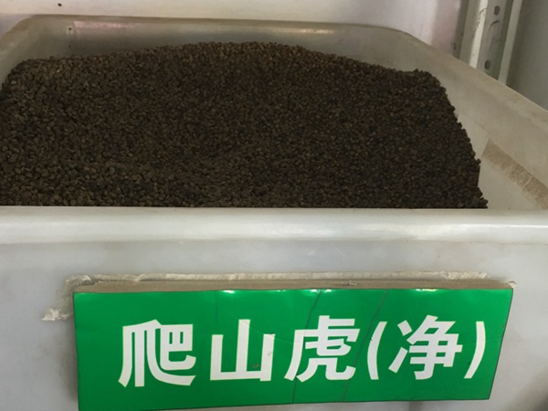 <a href='https://www.lvbad.com/linmuzhongzi/2193.html' target='_blank'>爬山虎种子</a>