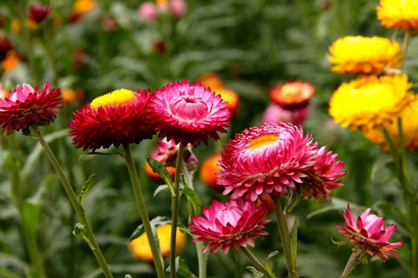 <a href='https://www.lvbad.com/caohuazhongzi/16046.html' target='_blank'>麦杆菊</a>