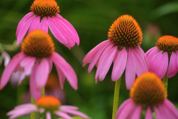 <a href='https://www.lvbad.com/caohuazhongzi/16047.html' target='_blank'>松果菊</a>