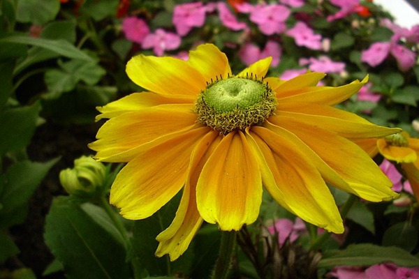<a href='https://www.lvbad.com/caohuazhongzi/16049.html' target='_blank'>金光菊</a>