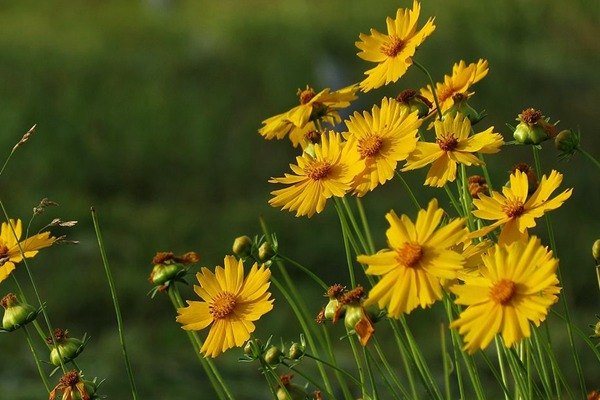 <a href='https://www.lvbad.com/caohuazhongzi/16049.html' target='_blank'>金光菊</a>