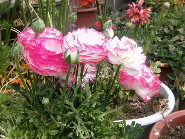 <a href='https://www.lvbad.com/caohuazhongzi/16052.html' target='_blank'>花毛茛</a>