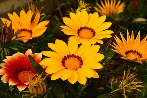 <a href='https://www.lvbad.com/caohuazhongzi/16053.html' target='_blank'>勋章菊</a>