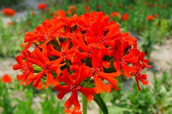 <a href='https://www.lvbad.com/caohuazhongzi/16308.html' target='_blank'>剪秋罗</a>