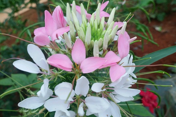 <a href='https://www.lvbad.com/caohuazhongzi/16533.html' target='_blank'>醉碟花</a>