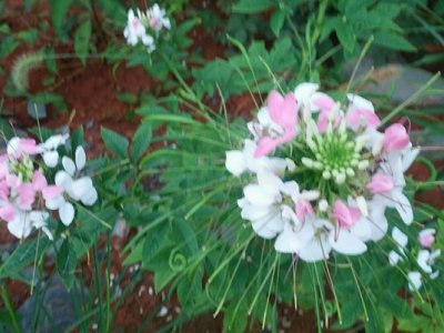 醉碟花种子