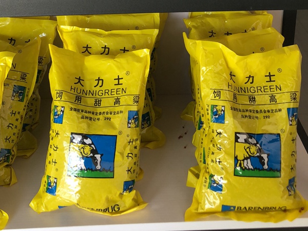 <a href='https://www.lvbad.com/mucaozhongzi/16575.html' target='_blank'>大力士甜高粱种子</a>