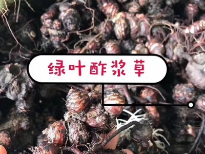 绿叶酢浆草种球