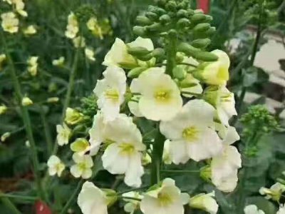 观赏油菜花种子