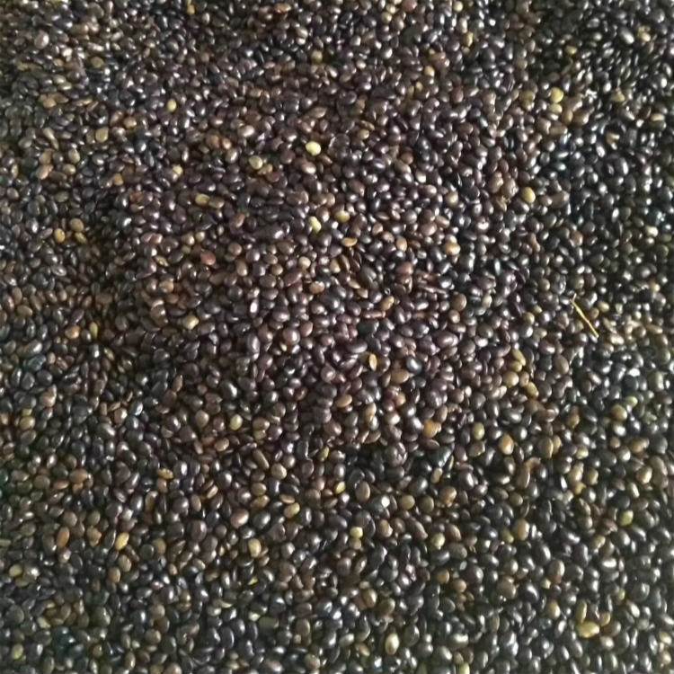 <a href='https://www.lvbad.com/linmuzhongzi/1841.html' target='_blank'>国槐种子</a>槐树籽