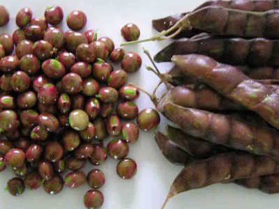 木豆种子