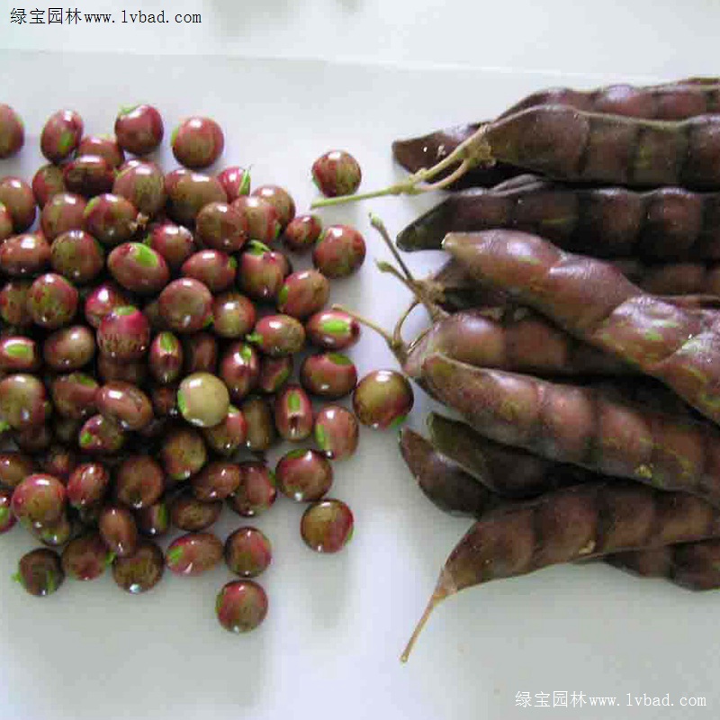 <a href='https://www.lvbad.com/linmuzhongzi/22337.html' target='_blank'>木豆种子</a>