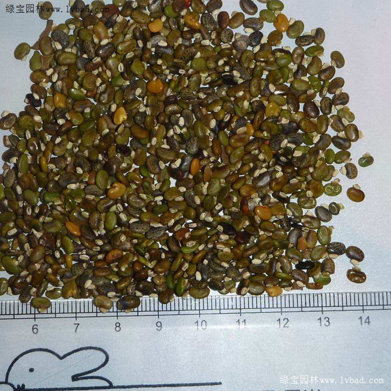 <a href='https://www.lvbad.com/linmuzhongzi/22339.html' target='_blank'>山毛豆</a>