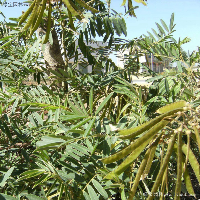 <a href='https://www.lvbad.com/linmuzhongzi/22339.html' target='_blank'>山毛豆</a>