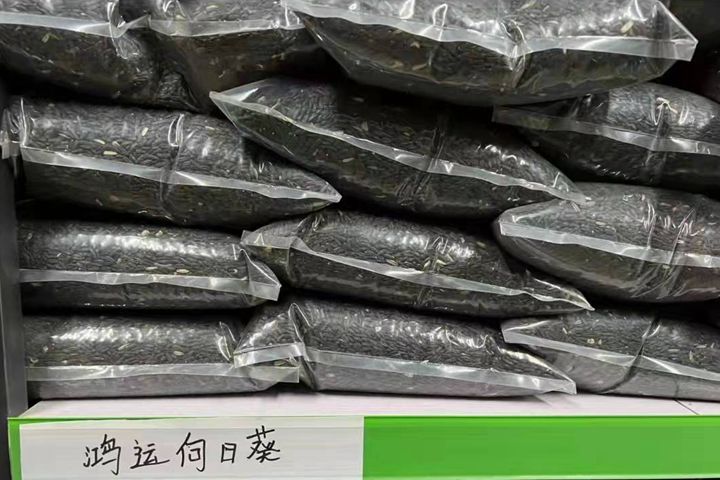<a href='https://www.lvbad.com/caohuazhongzi/43360.html' target='_blank'>鸿运向日葵</a>