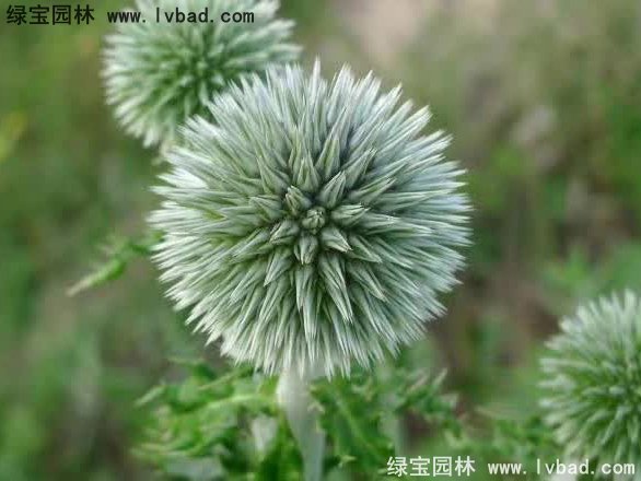 蓝刺头花卉蓝色草本多年生植物