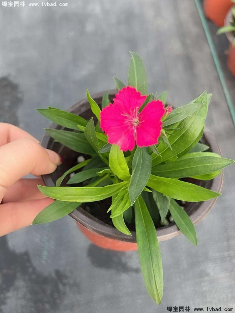 <a href='https://www.lvbad.com/caohuazhongzi/1030.html' target='_blank'>常夏石竹</a>花苗盆栽花镜草本花卉