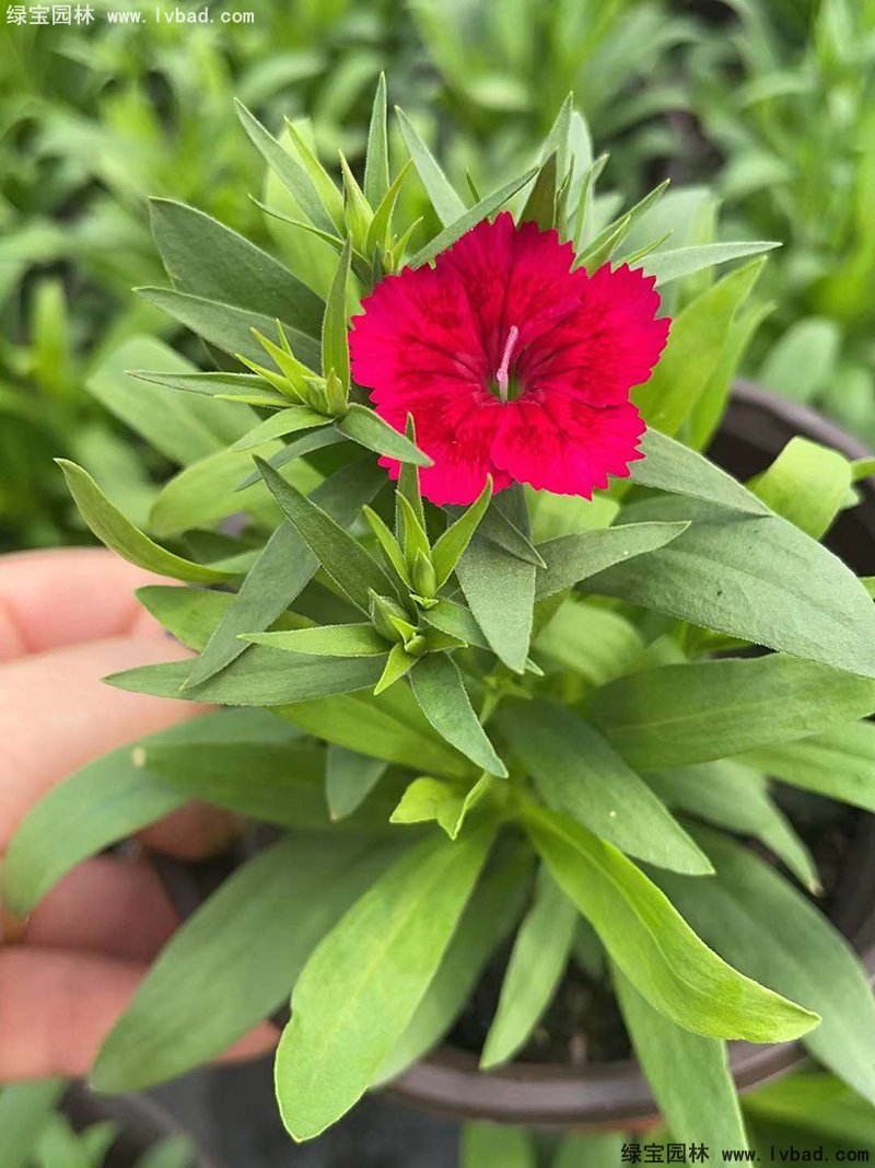 <a href='https://www.lvbad.com/caohuazhongzi/1030.html' target='_blank'>常夏石竹</a>花苗盆栽花镜草本花卉