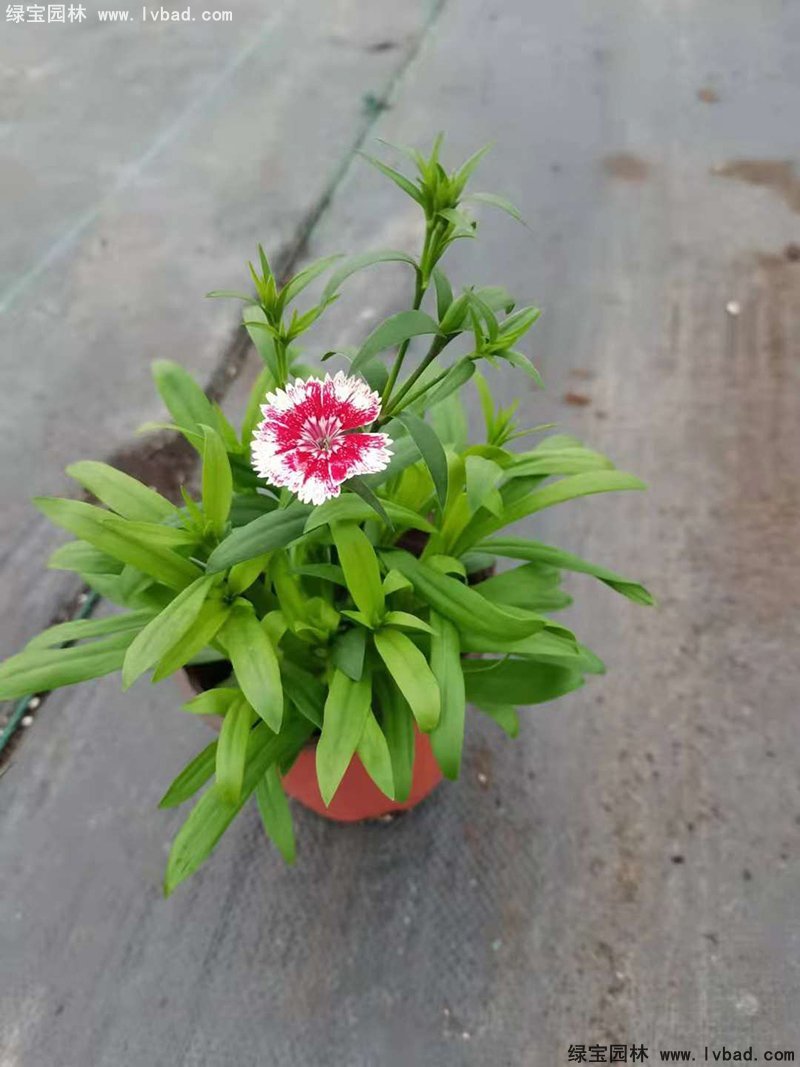 常夏<a href='https://www.lvbad.com/caohuazhongzi/97045.html' target='_blank'>石竹</a>花苗盆栽花镜草本花卉