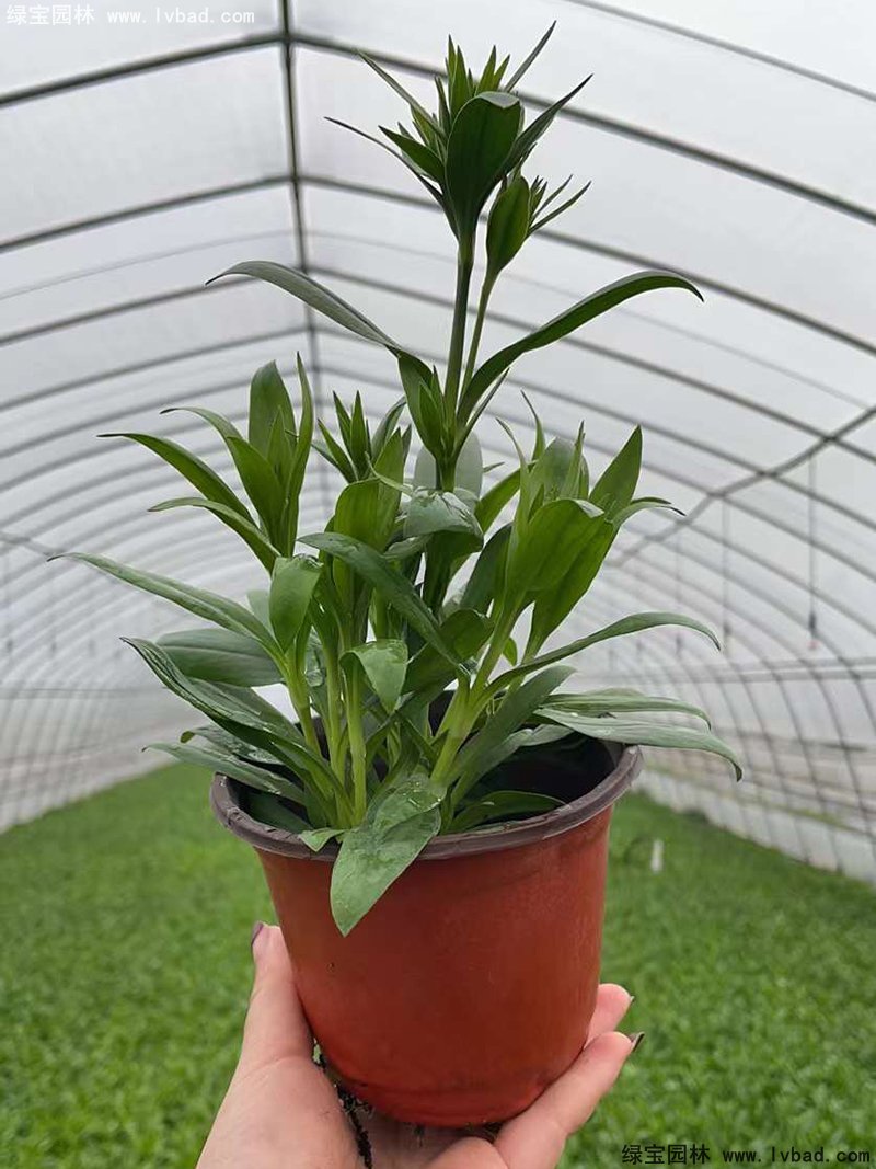 常夏石竹花苗盆栽花镜草本花卉